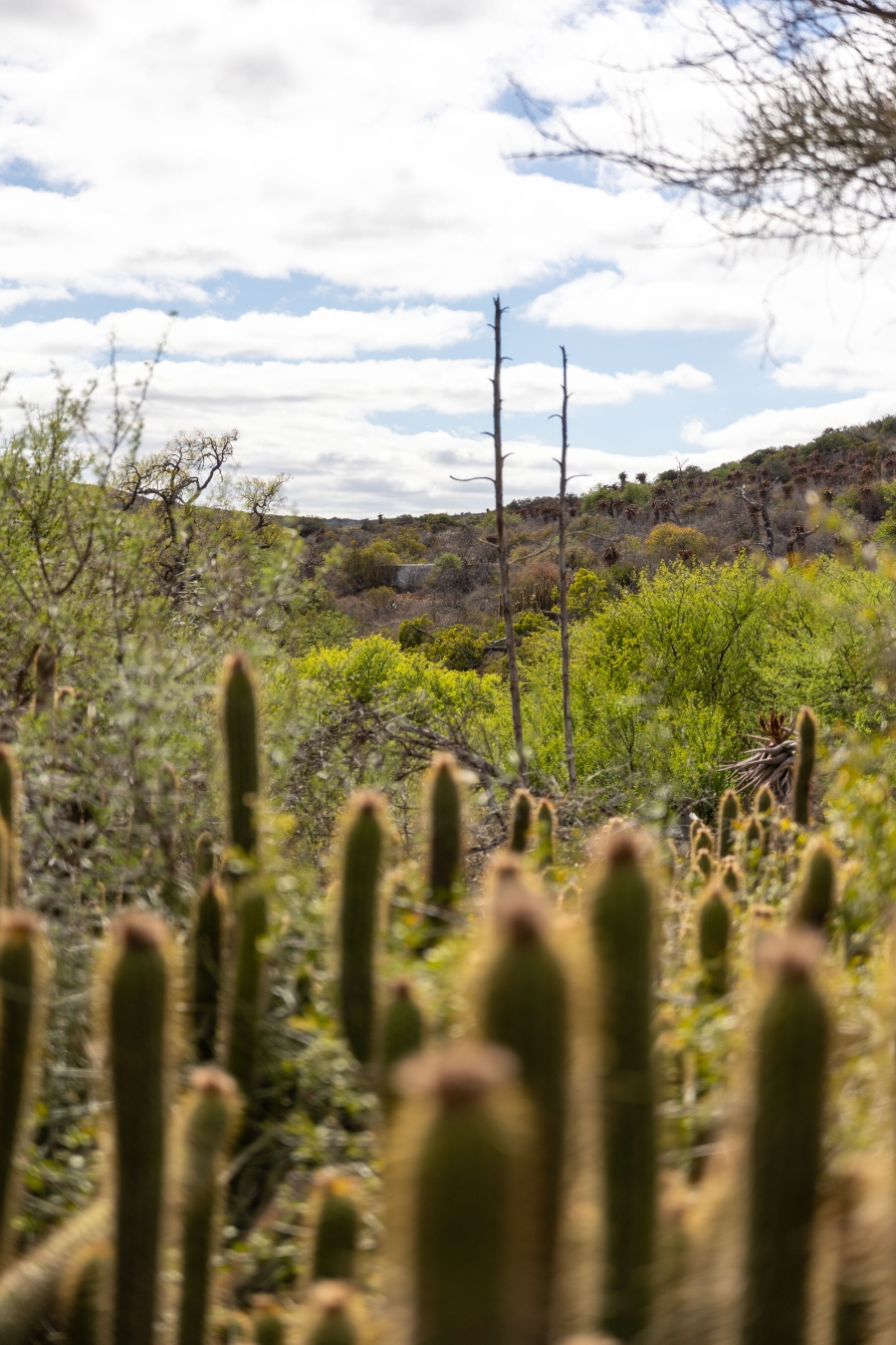 5 Bedroom Property for Sale in Uitenhage Rural Eastern Cape